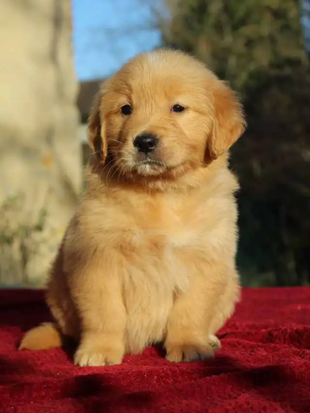 Bébé golden retriever