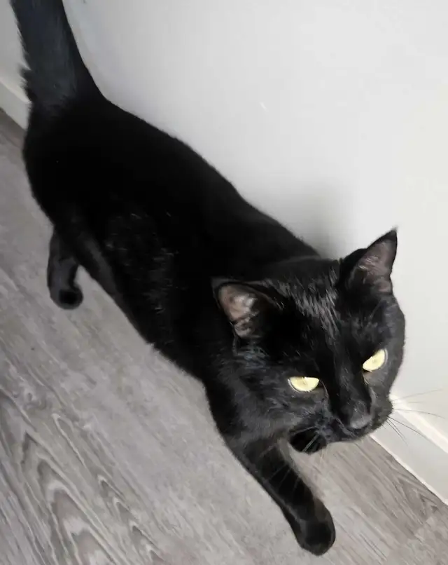 Neutered Male Cuddly Cat