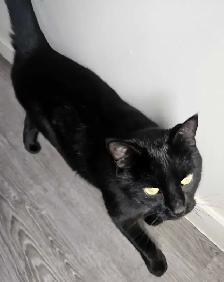 Neutered Male Cuddly Cat