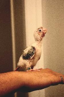 Red factor Conures