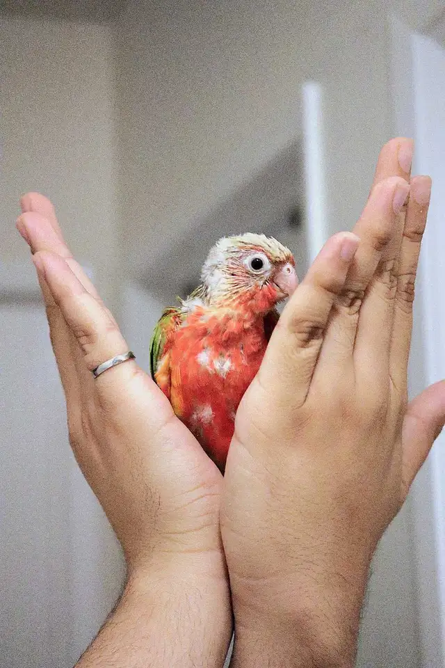 Red factor Conures - Photo 2