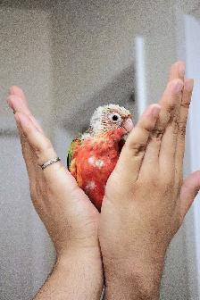 Red factor Conures - Photo 2