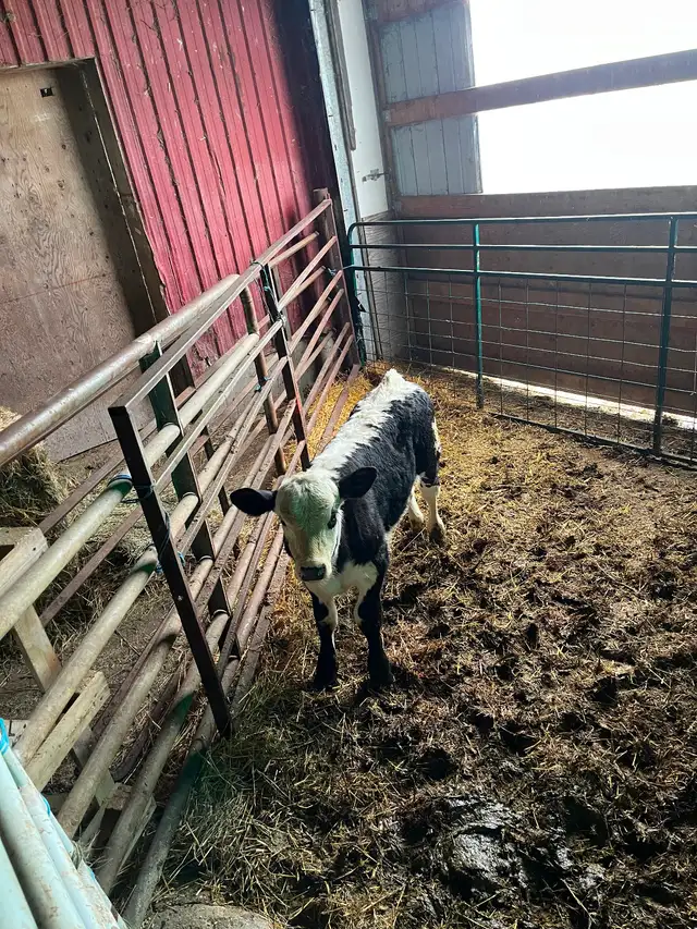Bull calf
