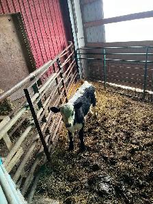 Bull calf