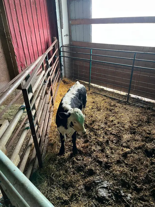 Bull calf - Photo 2