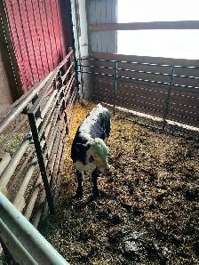 Bull calf - Photo 2