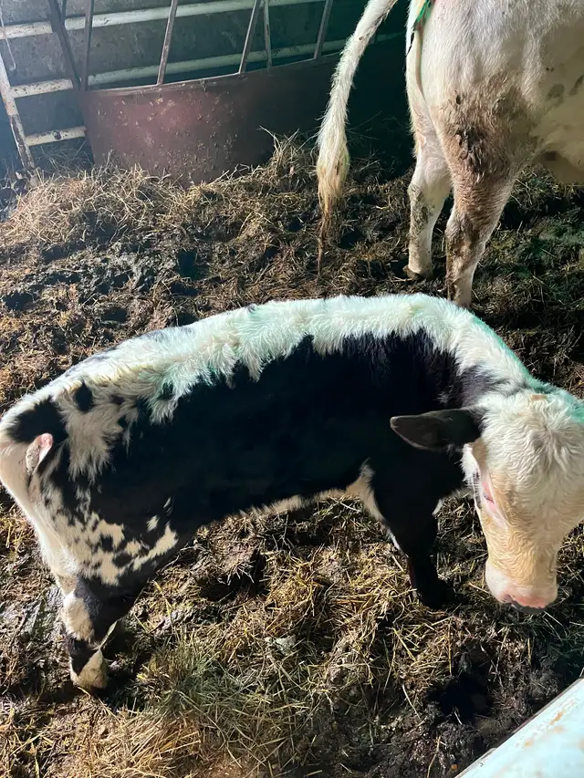 Bull calf - Photo 3