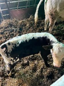 Bull calf - Photo 3