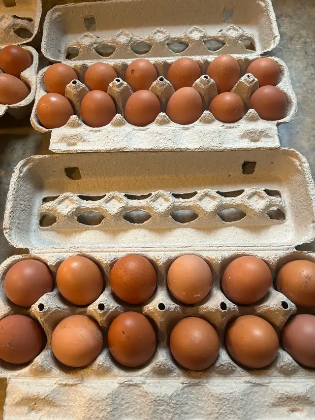 œuf de poule biologique