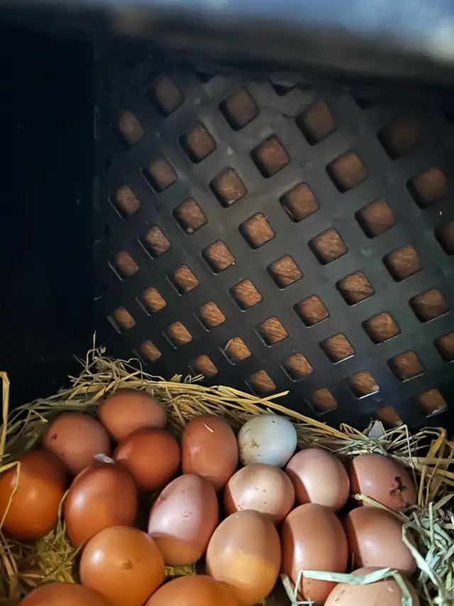 œuf de poule biologique - Photo 3