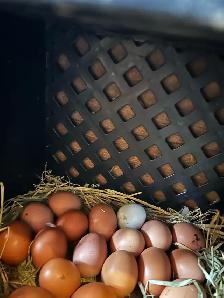 œuf de poule biologique - Photo 3