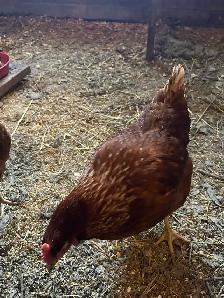 œuf de poule biologique - Photo 4