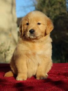Bébé golden retriever 1000$
