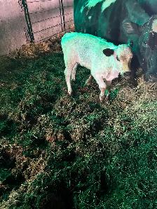 Heifer calf