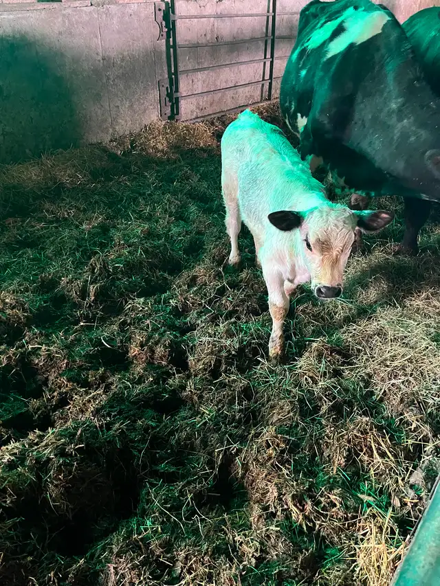 Heifer calf - Photo 2