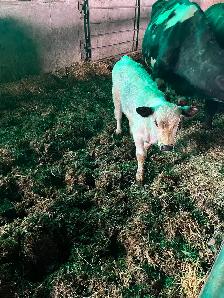 Heifer calf - Photo 2
