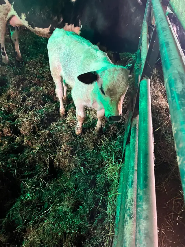 Heifer calf - Photo 3