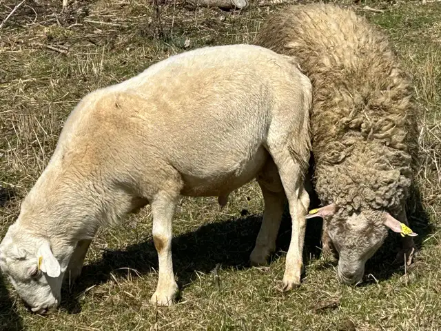 moutons de l Eid à vendre