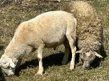 moutons de l Eid à vendre