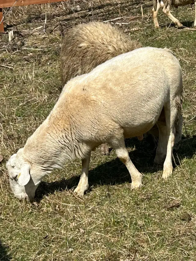 moutons de l Eid à vendre - Photo 2