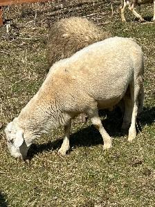 moutons de l Eid à vendre - Photo 2