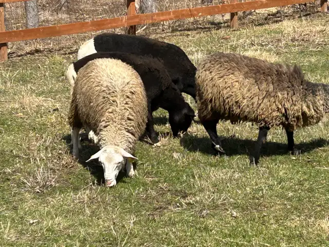 moutons de l Eid à vendre - Photo 3