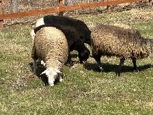 moutons de l Eid à vendre - Photo 3