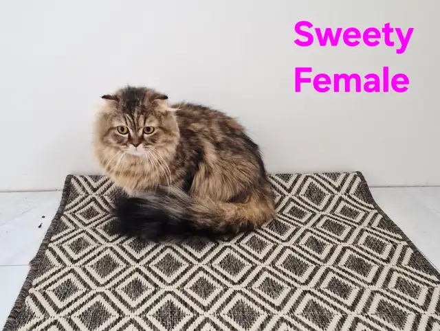Adult Scottish fold female