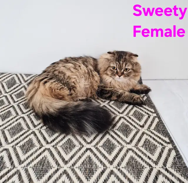 Adult Scottish fold female - Photo 2
