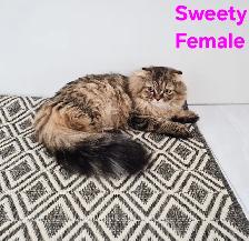 Adult Scottish fold female - Photo 2