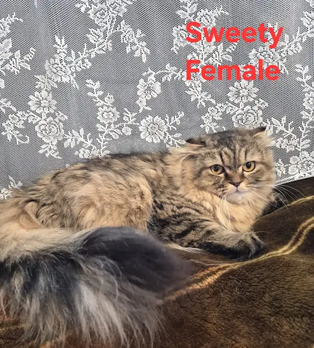 Adult Scottish fold female - Photo 3