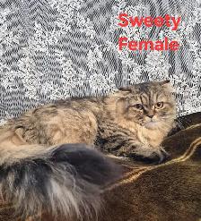 Adult Scottish fold female - Photo 3