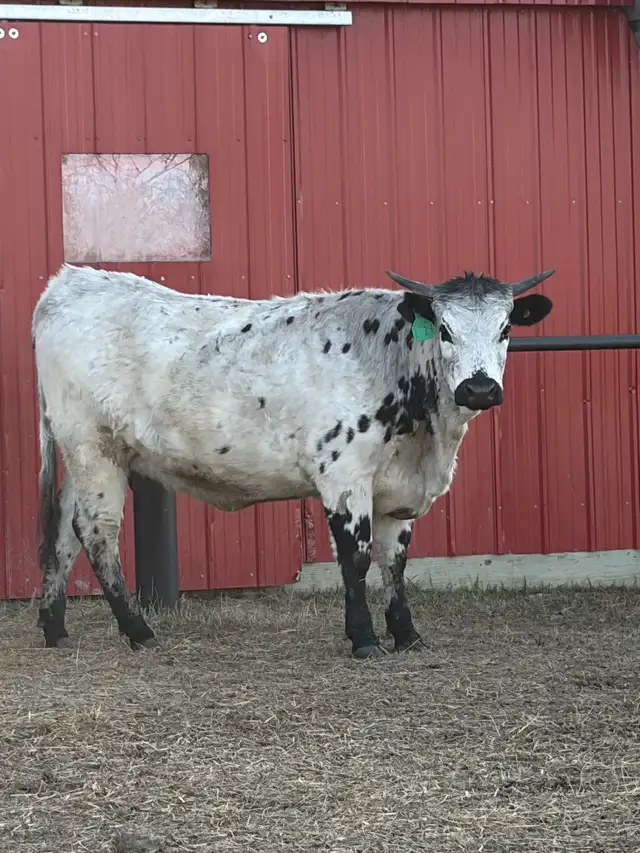 Longhorn/black angus cross cow for sale