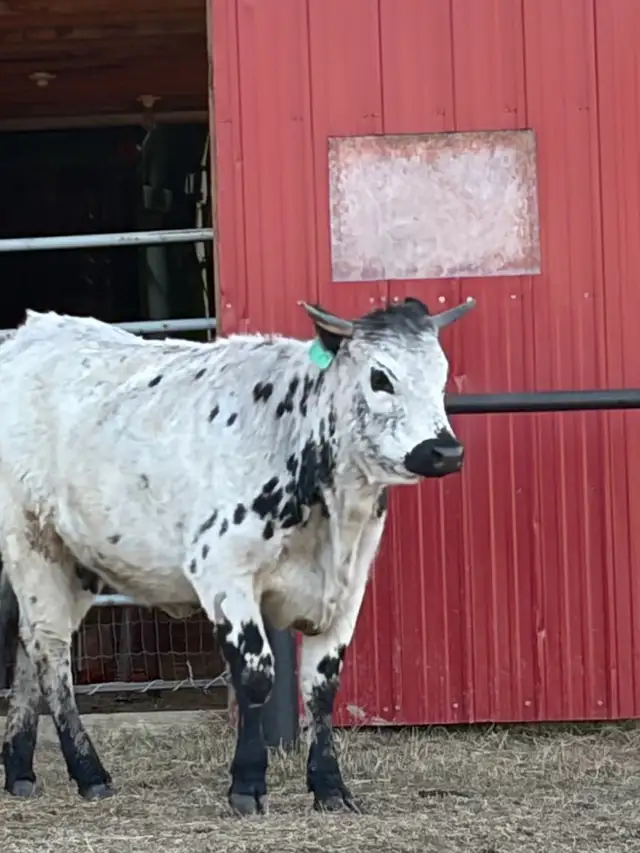 Longhorn/black angus cross cow for sale - Photo 2