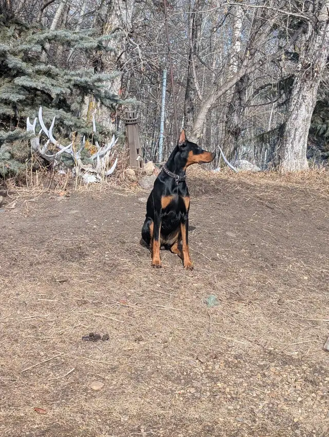 Doberman female 1 Years old with paperwork...registered