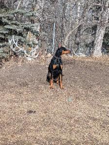 Doberman female 1 Years old with paperwork...registered