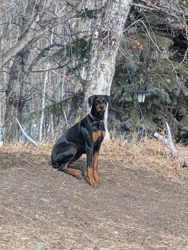 Doberman female 1 Years old with paperwork...registered - Photo 2