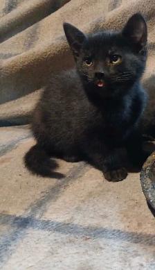 black kitten for sale $25