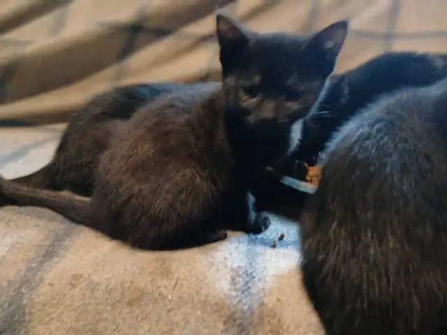 black kitten for sale $25 - Photo 2