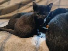 black kitten for sale $25 - Photo 2
