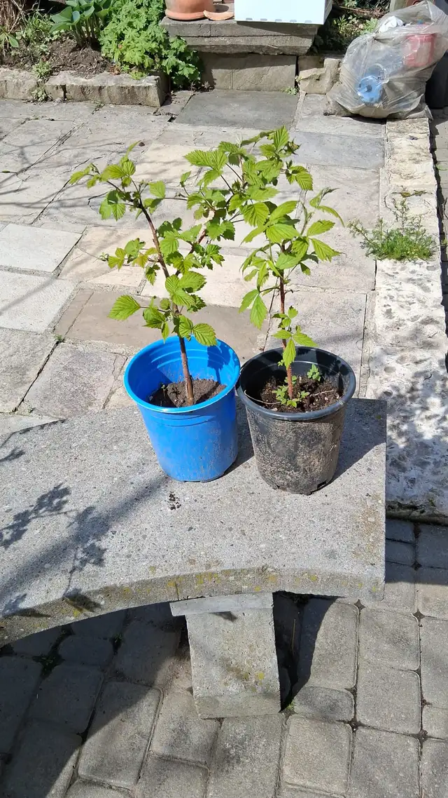 Rasberry bushes for sale