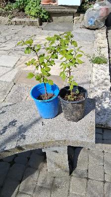 Rasberry bushes for sale