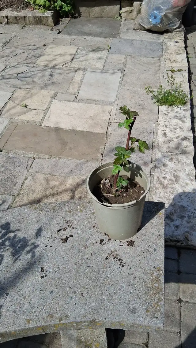 Blackberry bushes for sale