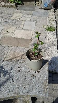 Blackberry bushes for sale