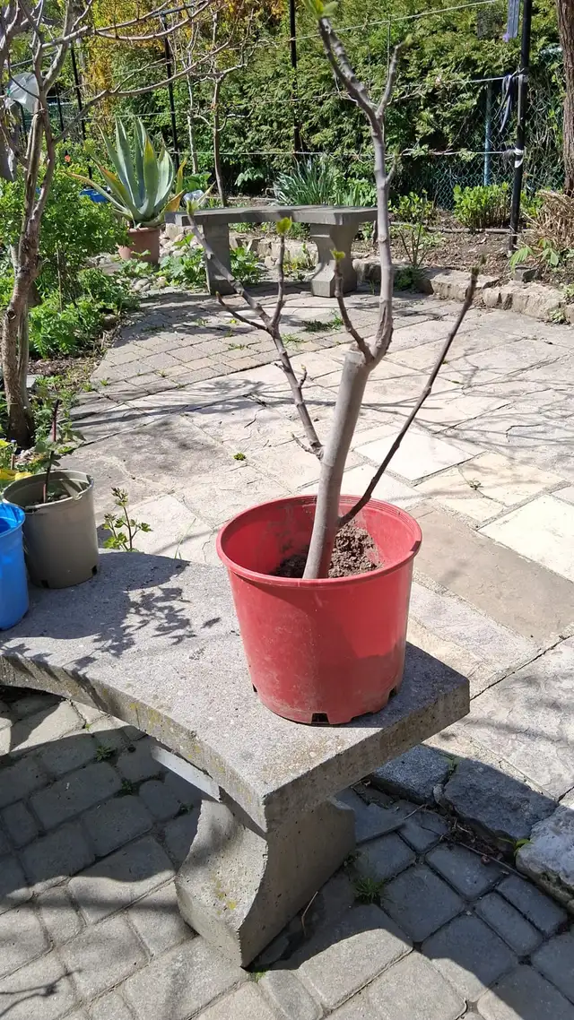 15  fig tree varieties for sale
