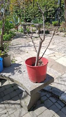 15  fig tree varieties for sale