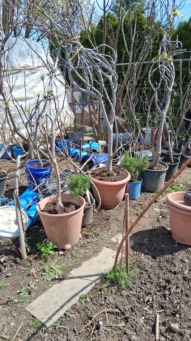 15  fig tree varieties for sale - Photo 2