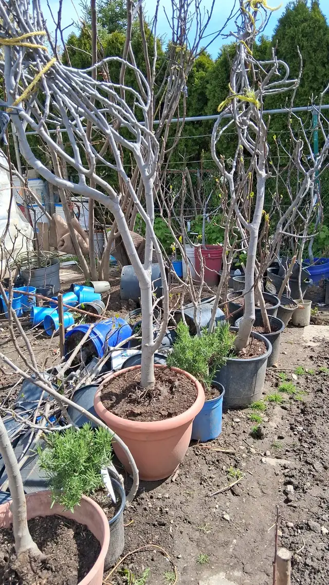 15  fig tree varieties for sale - Photo 3
