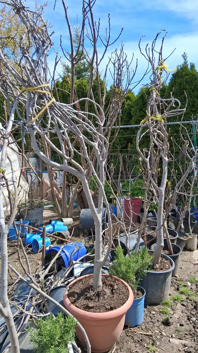 15  fig tree varieties for sale - Photo 4