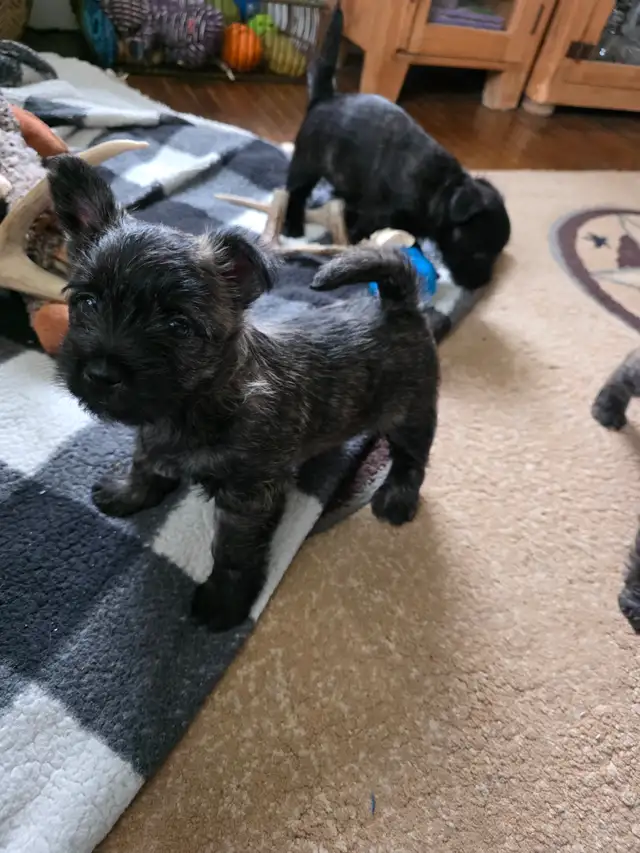 Adorable Furever Friends